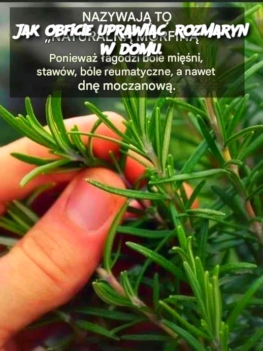 Jak obficie uprawiać rozmaryn w domu.