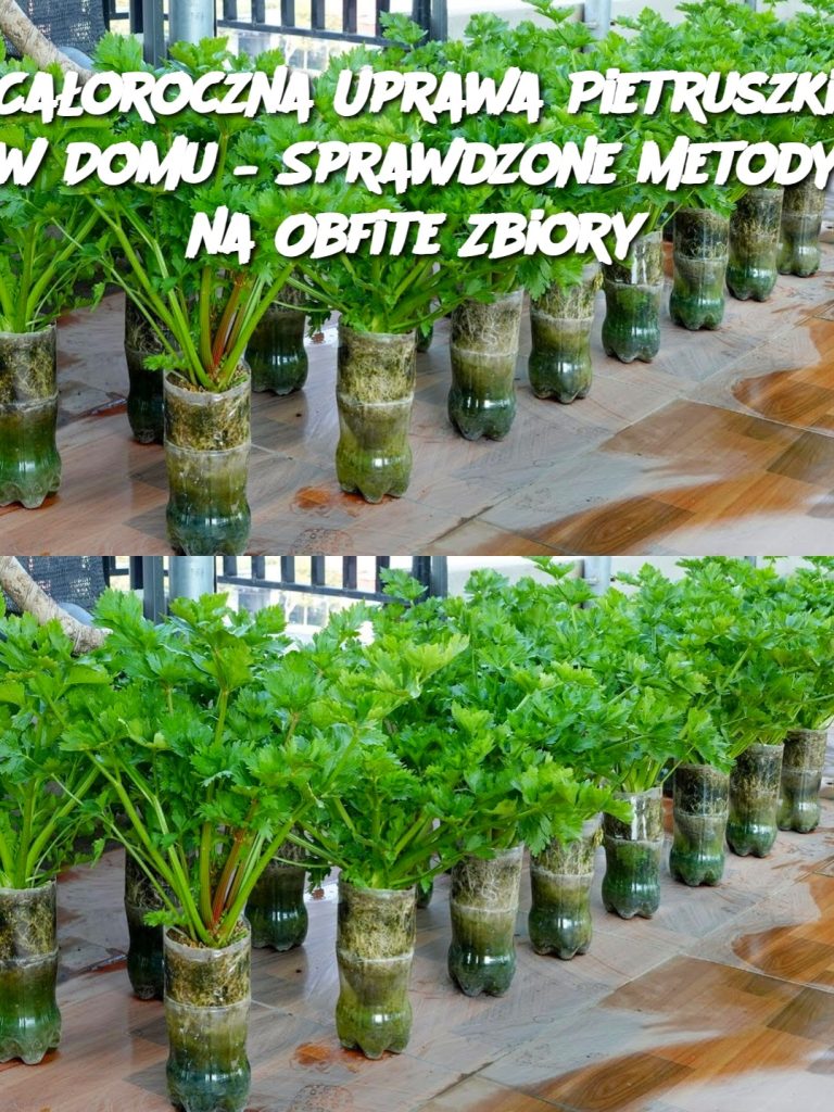 Całoroczna Uprawa Pietruszki w Domu – Sprawdzone Metody na Obfite Zbiory