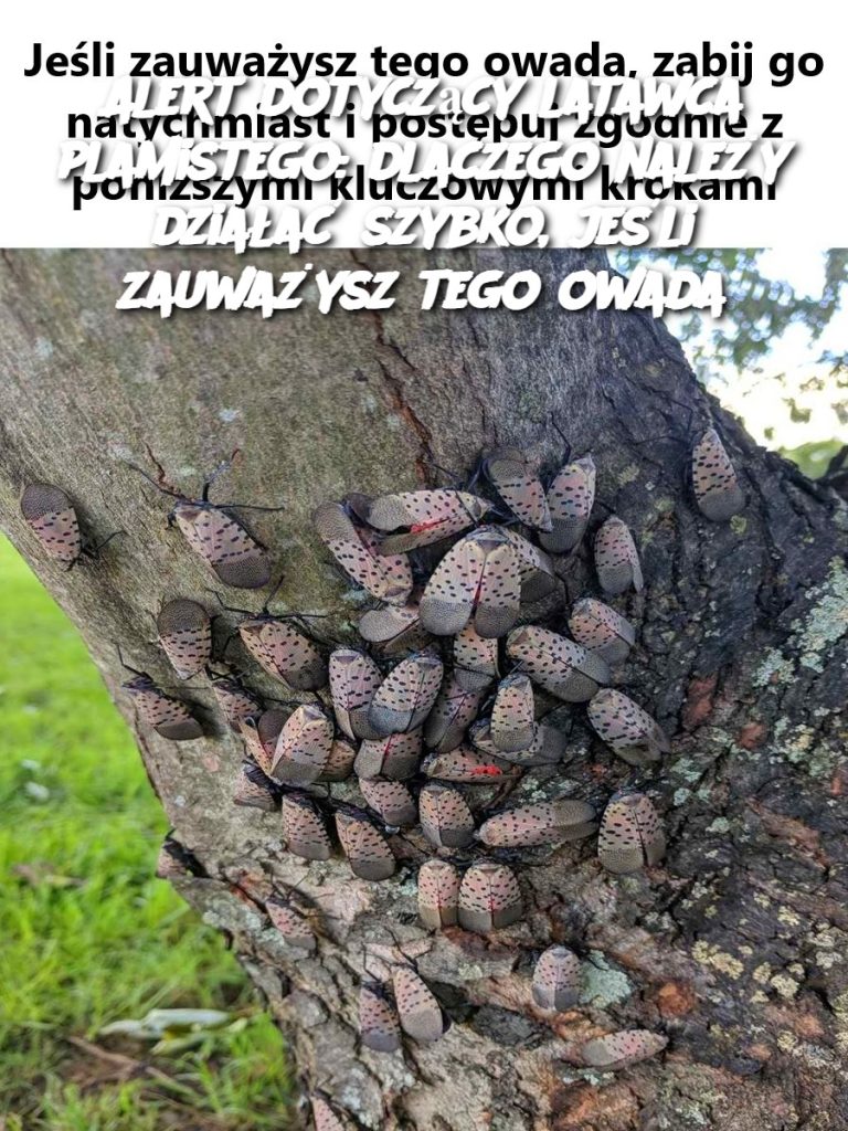 Alert dotyczący latawca plamistego: dlaczego należy działać szybko, jeśli zauważysz tego owada