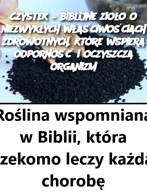 Czystek – biblijne zioło o niezwykłych właściwościach zdrowotnych, które wspiera odporność i oczyszcza organizm