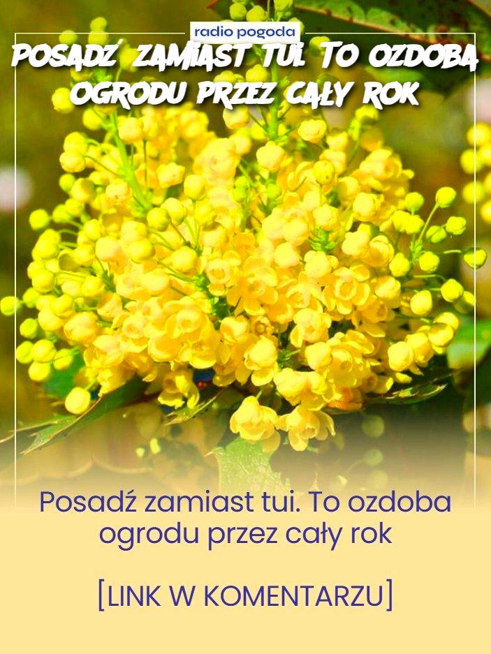 Posadź zamiast tui. To ozdoba ogrodu przez cały rok