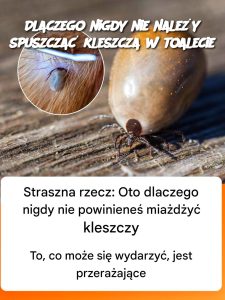 Dlaczego nigdy nie należy spuszczać kleszcza w toalecie