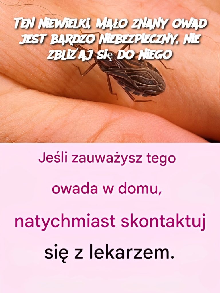 Ten niewielki, mało znany owad jest bardzo niebezpieczny, nie zbliżaj się do niego